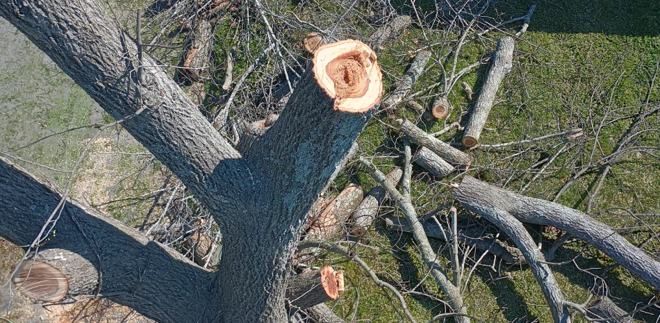 Tree trimming Image