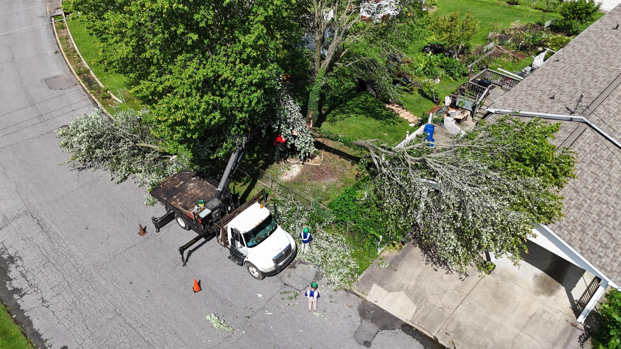 Emergency tree removal service A truck cutting down a tree, showcasing efficient and safe tree removal operations